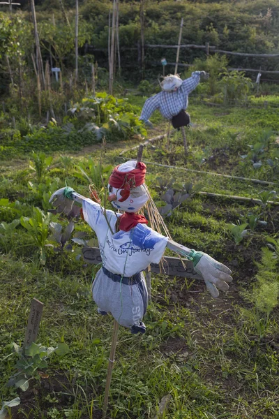 Scarecrow in een moestuin — Stockfoto