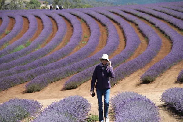 Walking in the lavender — Stock Photo, Image