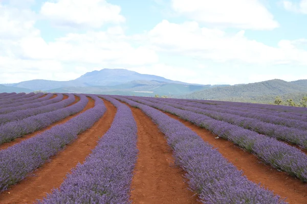 Lavender field — Stock Photo, Image