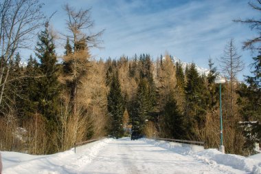 Slovakya 'nın yüksek Tatra dağlarında yüksek çam ağaçları