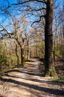 Bir patika takip ederek Macaristan 'da ilkbahar yürüyüşü