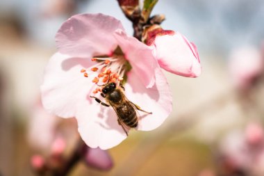 Bahar mevsiminin huzurlu bahçesinde çiçek açan badem çiçekleri ve onu tozlayan bir arı.