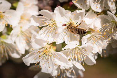 Arıların yakın plan çekimleri saf beyaz ekşi kiraz çiçekleri Nisan 'da çiçek açıyor.