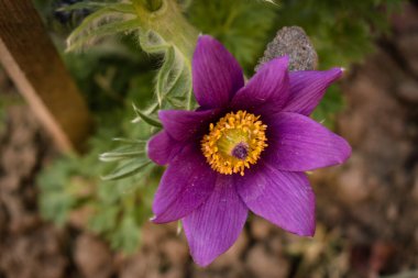 Bahar mevsimi, canlı mor renkte çiçek açıyor.