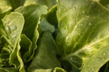 Aile bahçesinde yetişen sağlıklı organik marul yapraklarına su damlaları düşer.