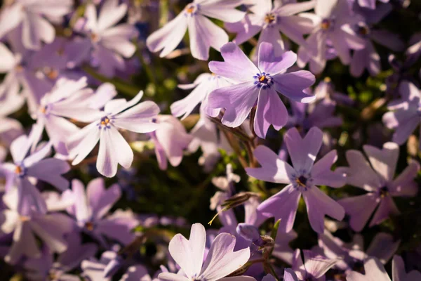 明るい日差しの下で紫色の芝桜の花壇 — ストック写真