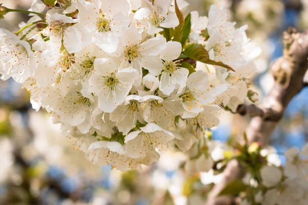 Close-up of pure white sour cherry blossoms blooming in april