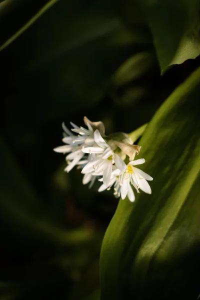 Virágzó Fehér Virágok Allium Ursinum Ramson Vagy Medve Fokhagyma Tavasszal — Stock Fotó