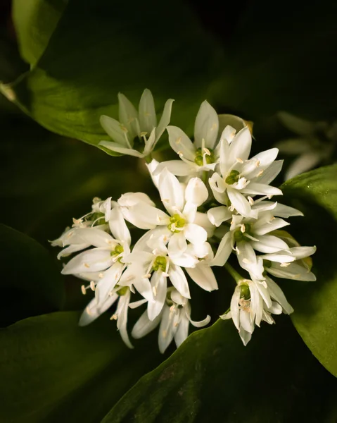 Flores Brancas Florescentes Allium Ursinum Ramson Alho Urso Durante Primavera — Fotografia de Stock