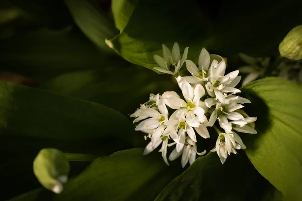 Flores Brancas Florescentes Allium Ursinum Ramson Alho Urso Durante Primavera — Fotografia de Stock