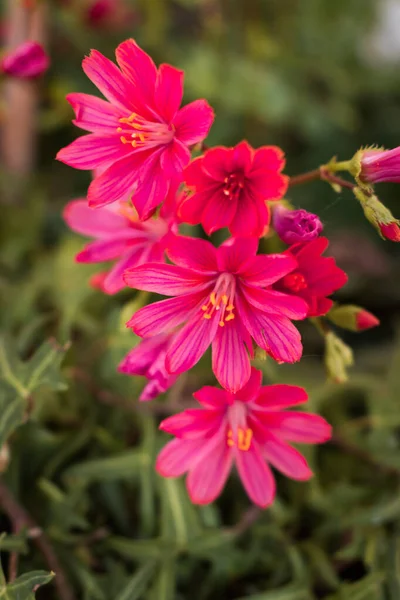 Romantique Rose Vif Falaise Servantes Fleurs Pleine Floraison Printemps Fond — Photo