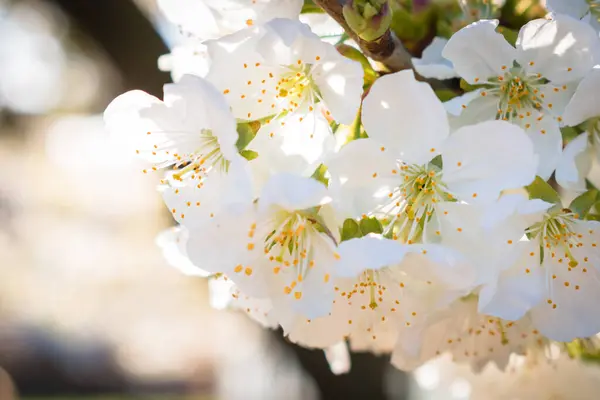 Gros Plan Sur Floraison Des Cerisiers Acides Blancs Purs Avril — Photo