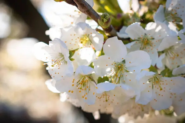 Gros Plan Sur Floraison Des Cerisiers Acides Blancs Purs Avril — Photo