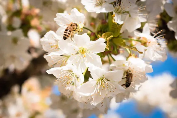 Gros Plan Sur Les Abeilles Pollinisatrices Fleurs Cerisier Acidulé Blanc — Photo