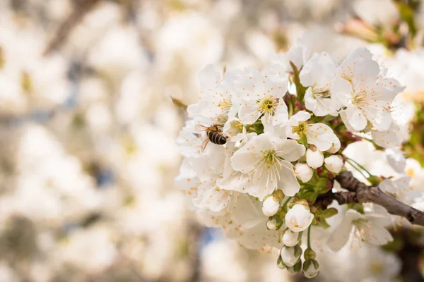 Gros Plan Sur Les Abeilles Pollinisatrices Fleurs Cerisier Acidulé Blanc — Photo