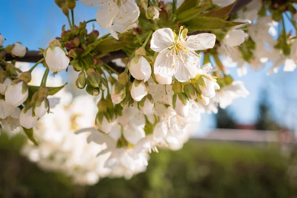 Gros Plan Sur Floraison Des Cerisiers Acides Blancs Purs Avril — Photo