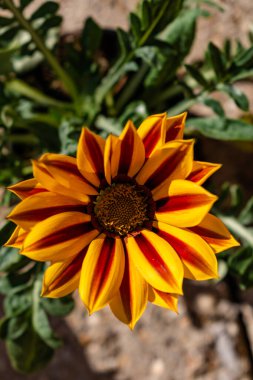 Bahar mevsiminde açan renkli Gazania çiçekleri ya da hazine çiçekleri