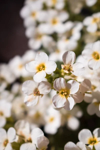 Sweet-smelling balcony flowers lobularia maritima or alyssum flowers in the spring