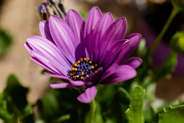 Planta Anual Primavera Jardín Floreciendo Violeta Osteospermum Ecklonis — Foto de Stock