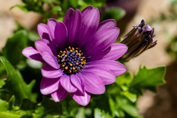 Bahçede yıllık bahar bitkisi çiçek açan menekşe osteospermum eklonisi