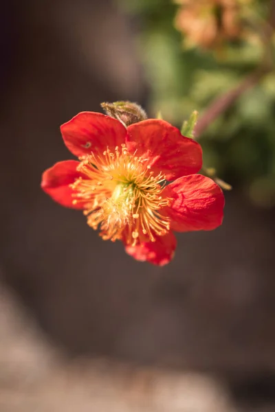Flor Laranja Geum Coccineum Escarlate Avens Florescendo Jardim Primavera Avens — Fotografia de Stock