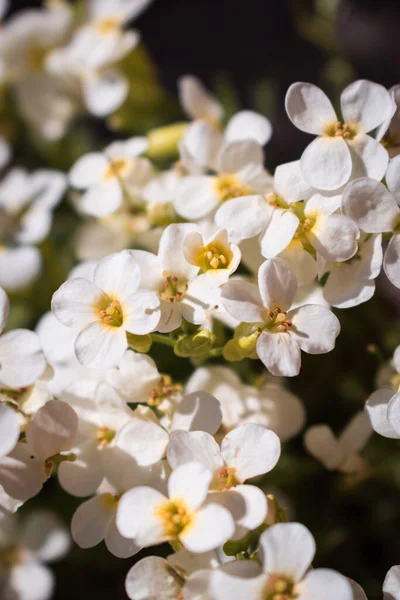 Sweet-smelling balcony flowers lobularia maritima or alyssum flowers in the spring