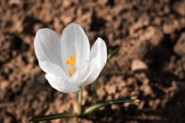 İlkbaharın başlarında açan tek beyaz ilkbahar gülü