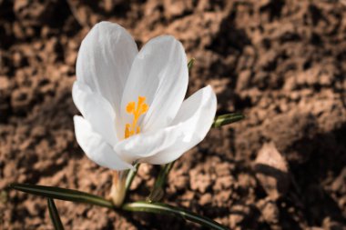 İlkbaharın başlarında açan tek beyaz ilkbahar gülü