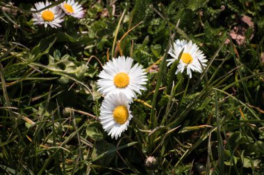 Baharda yeşil çimlerde açan beyaz papatya çiçekleri