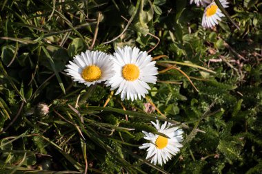 Baharda yeşil çimlerde açan beyaz papatya çiçekleri