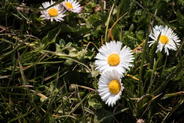Baharda yeşil çimlerde açan beyaz papatya çiçekleri