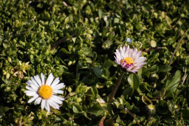 Baharda yeşil çimlerde açan beyaz papatya çiçekleri