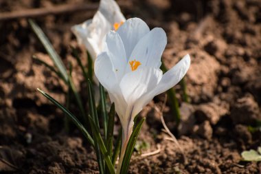Baharın başlarında açan iki beyaz bahar timsahı.
