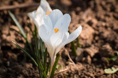Baharın başlarında açan iki beyaz bahar timsahı.