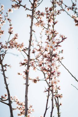 Badem ağaçlarının çiçeklerle açtığı frenler ilkbaharda kırsalda açar.