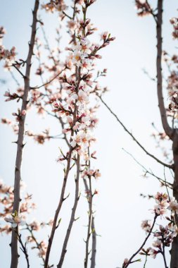 Badem ağaçlarının çiçeklerle açtığı frenler ilkbaharda kırsalda açar.