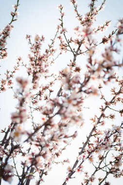 Badem ağaçlarının çiçeklerle açtığı frenler ilkbaharda kırsalda açar.