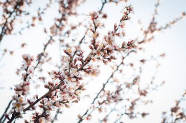 Badem ağaçlarının çiçeklerle açtığı frenler ilkbaharda kırsalda açar.