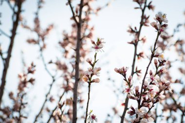 Badem ağaçlarının çiçeklerle açtığı frenler ilkbaharda kırsalda açar.