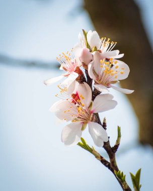 Çiçekli badem ağacı brunch 'ı. İlkbaharda kırsalda çiçek açar.