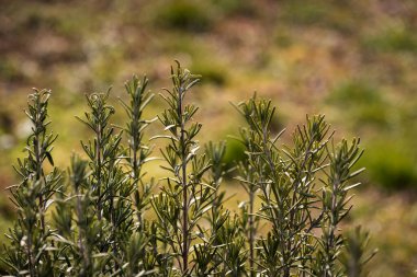 İlkbaharda bahçede organik olarak yetişmiş biberiye dalları ve metin için kopya alanı