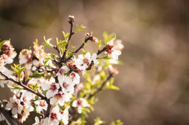 Badem ağacının çiçek açan brach 'ı. İlkbaharda çiçek açacak. Metin için kopya alanı olacak.
