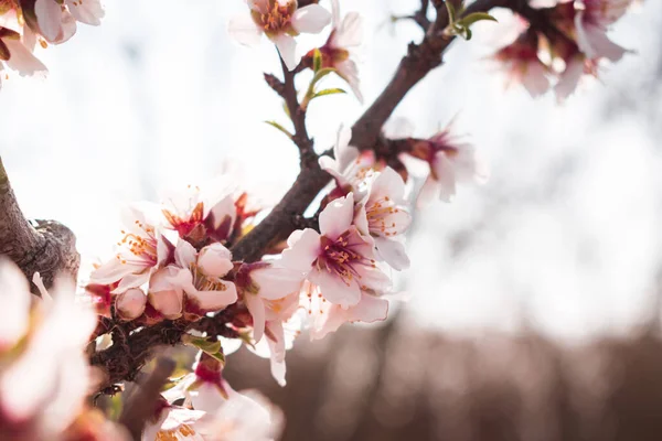 Amandier Fleuri Avec Des Fleurs Pleine Floraison Printemps Dans Campagne — Photo