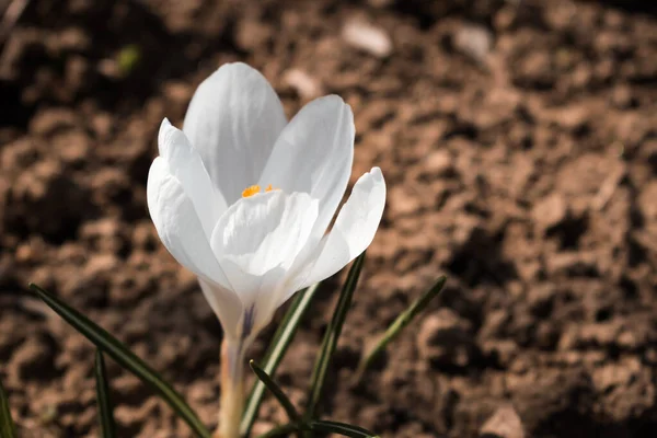 Pojedynczy Biały Wiosenny Krokus Kwitnący Wczesną Wiosną — Zdjęcie stockowe