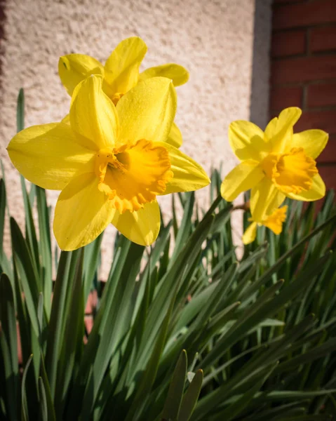 Jasně Žlutý Narcis Květinový Záhon Přední Zahradě Jaře — Stock fotografie