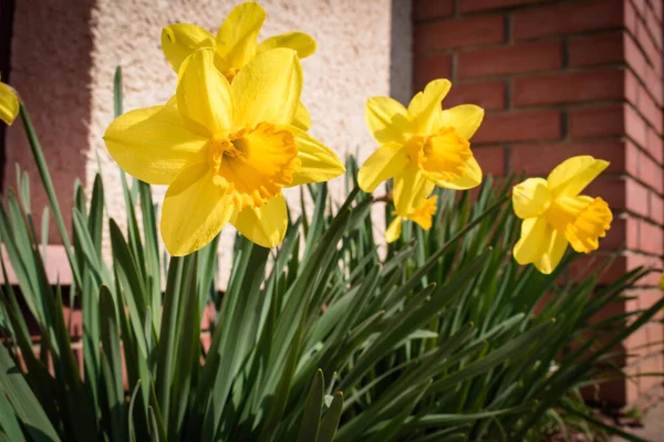 Jasně Žlutý Narcis Květinový Záhon Přední Zahradě Jaře — Stock fotografie