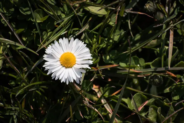 Baharda yeşil çimlerde açan beyaz papatya çiçeği
