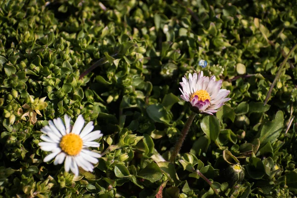 Baharda yeşil çimlerde açan beyaz papatya çiçekleri
