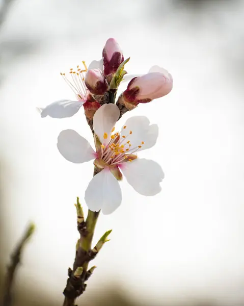 Braque Amandier Fleurie Avec Des Fleurs Pleine Floraison Printemps Dans — Photo