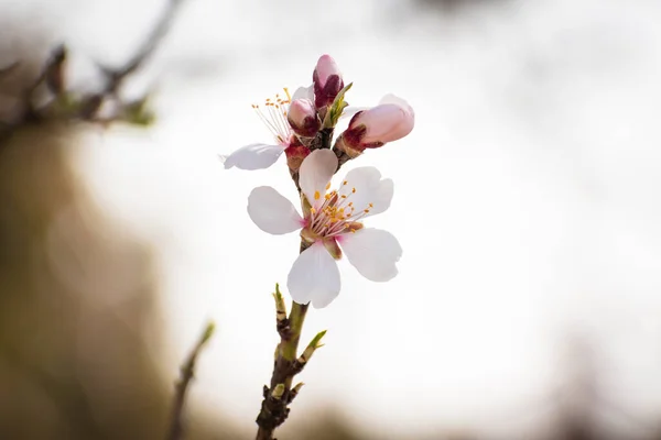 Braque Amandier Fleurie Avec Des Fleurs Pleine Floraison Printemps Dans — Photo